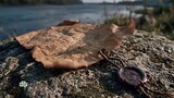 «Дата в праве» – Любечский съезд